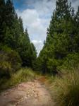 <p> A remarkably european-looking pine forest at 3400m in Iguaque NP near Paipa, Boyaca. </p>